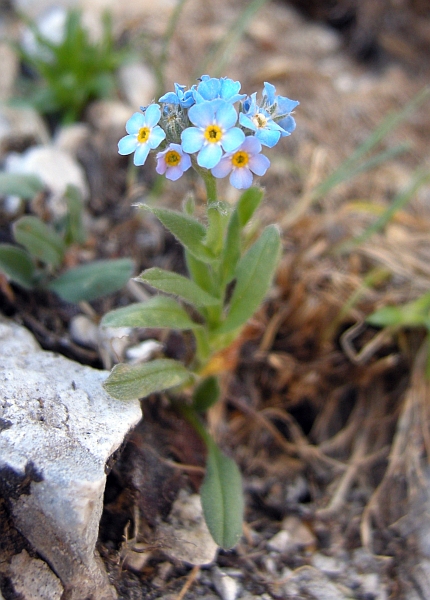 Myosotis sp.